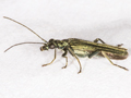 Oedemera lurida